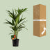 Howea Forsteriana Kentia Palme - Ø19cm Topf, 100cm hoch Bild 4