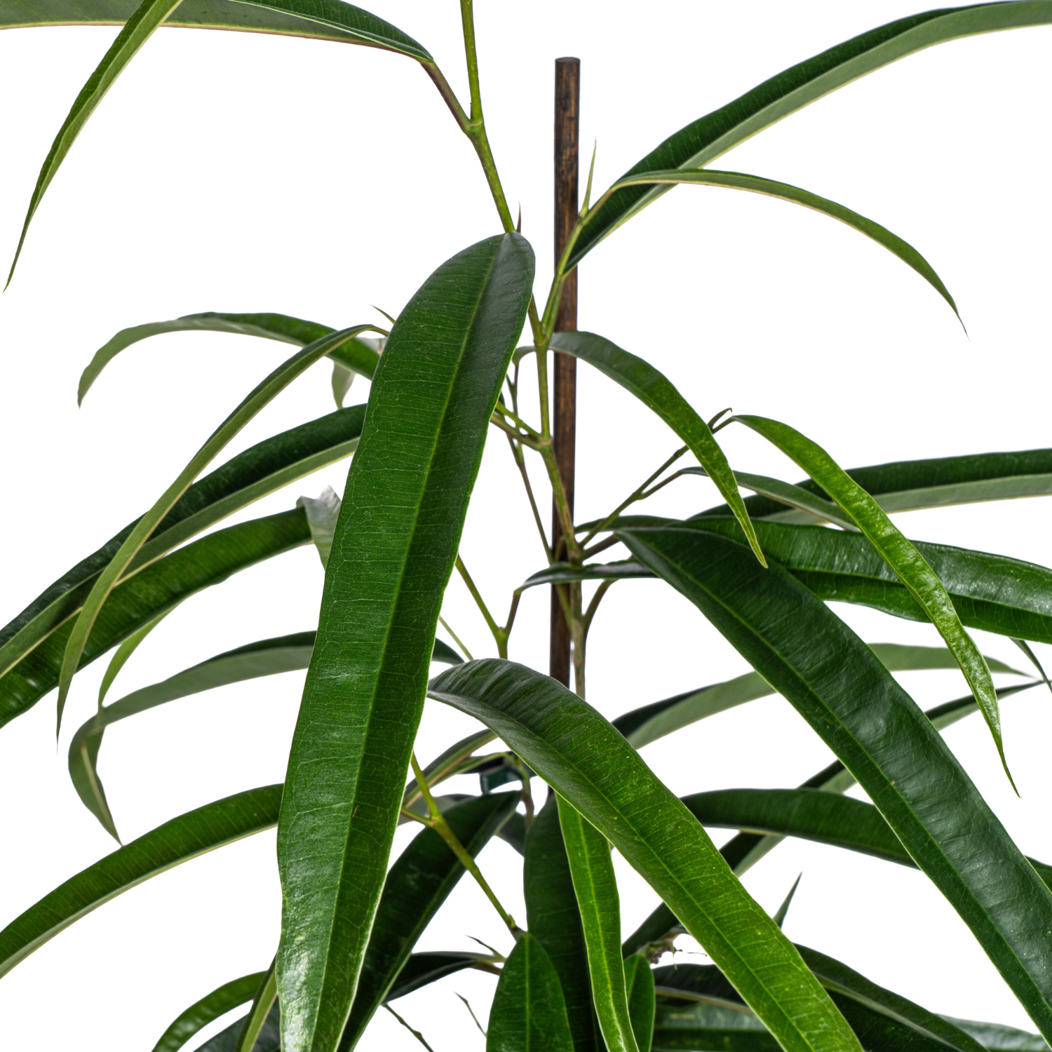 Ficus Binnendijkii Alii Ø17cm - ↕60 - 80cm