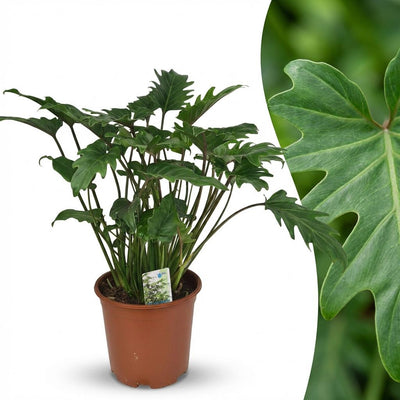 Philodendron Xanadu: Pflegeleichte Zimmerpflanze im 19cm Topf, 60cm hoch