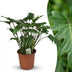 Philodendron Xanadu: Pflegeleichte Zimmerpflanze im 19cm Topf, 60cm hoch Bild 1
