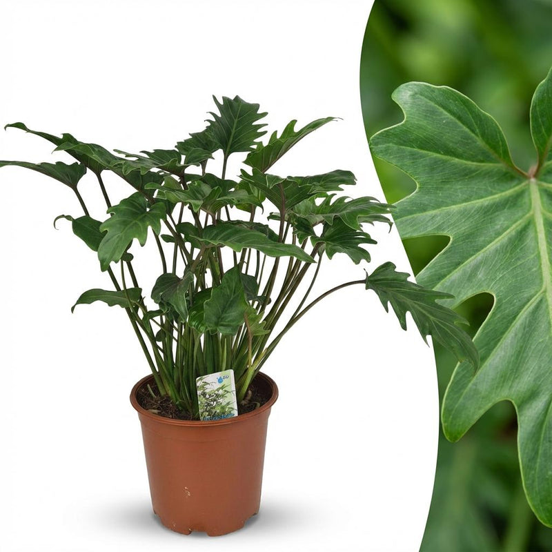 Philodendron Xanadu: Pflegeleichte Zimmerpflanze im 19cm Topf, 60cm hoch