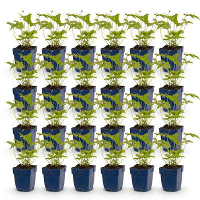 Green boutiQ - Perennial - Anemone hybr. Hon. Jobert - Japanese Anemone - Shade - White - 24 Plants - 11cm Pot - Height 15-25cm