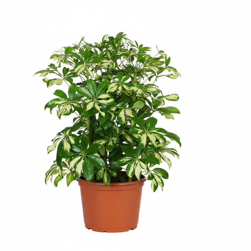 Schefflera Gerda - Ø21cm - ↕55cm