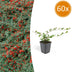 60x Cotoneaster dam. 'Major' Groundcover, ↕25cm Bild 1