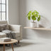 Pilea Mini-Busch 13 cm – Kompakte Zimmerpflanze für moderne Wohnideen Bild 2