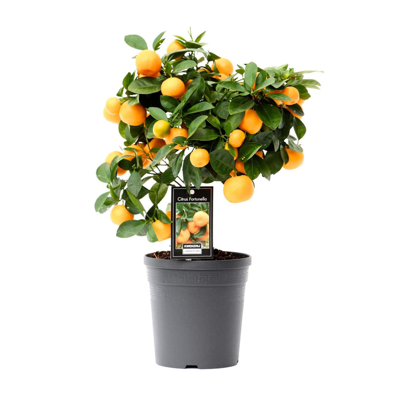 Zitrus Calamondin (Ø15cm, ↕40cm) - Duftende Zimmerpflanze