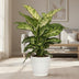 Dieffenbachia Mars: Exotische & pflegeleichte Zimmerpflanze (17cm Topf) Bild 3