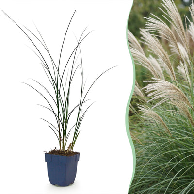 Green boutiQ - Gräser - Miscanthus sin. Gracillimus - Pampasgras - Mit Blüte - Grün - 12 Pflanzen - Topf 11cm - Höhe 15-25cm
