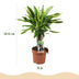 Dracaena fragrans Golden Coast – pflegeleichte Zierpflanze im 17cm Topf Bild 3