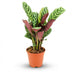 Ctenanthe Burle-Marxii im 14cm Topf: Einzigartige Gebetspflanze mit Fischgrätenmuster Bild 1