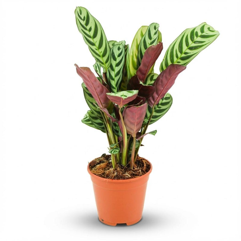 Ctenanthe Burle-Marxii im 14cm Topf: Einzigartige Gebetspflanze mit Fischgrätenmuster