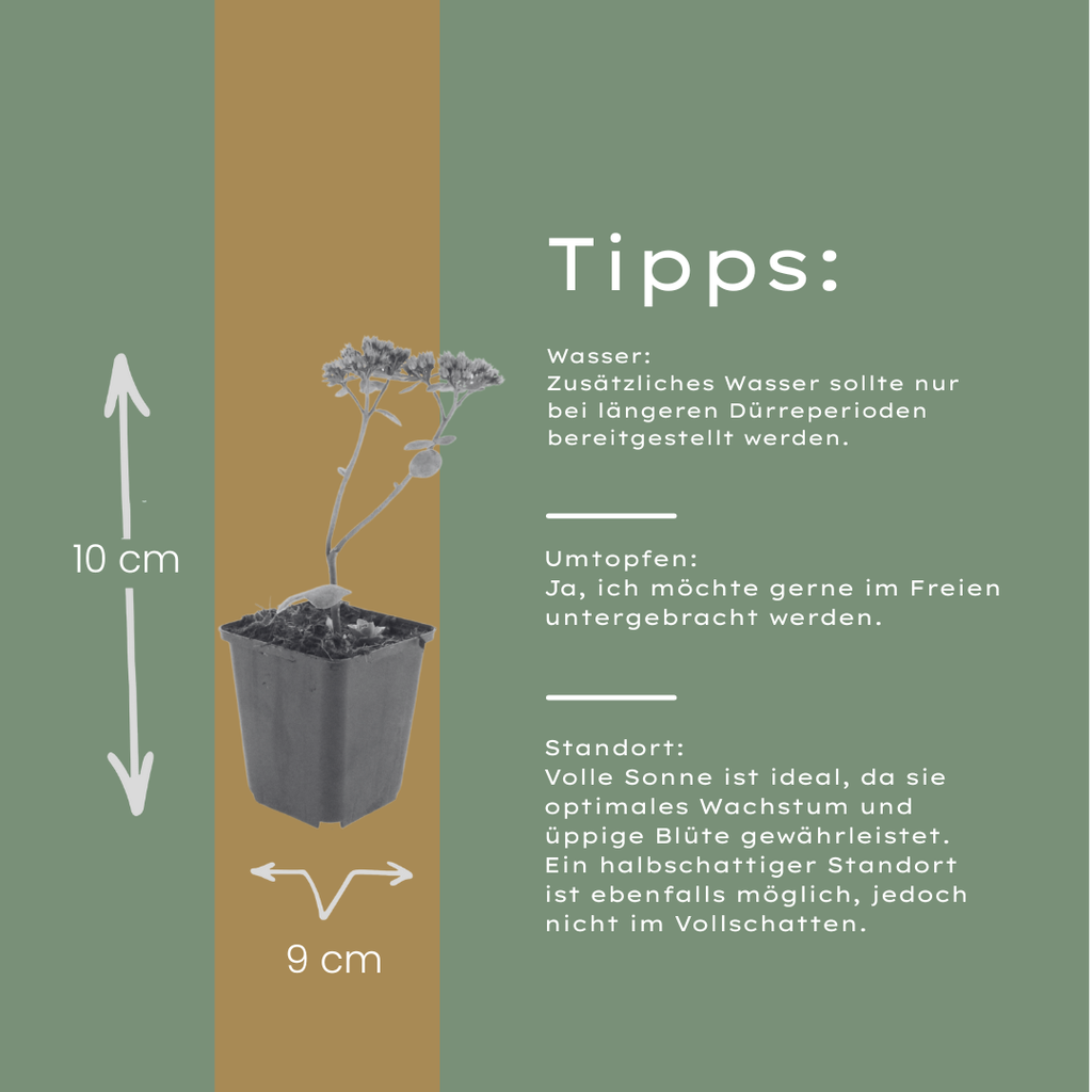 48x Sedum 'Matrona' - ↕10-25cm - Ø9cm