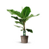 Bananenpflanze (Musa) - 140 cm, Ø35 cm - Tropisches Flair für Ihr Zuhause Bild 1