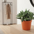 Crassula Tenelli Jade-Pflanze: Ø11cm Topf, 15cm hoch, pflegeleicht Bild 4