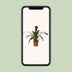 Guzmania Happiness – Ø12cm, 45cm hoch Bild 5