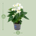 Anthurium White - Ø12cm - ↕43cm Bild 2