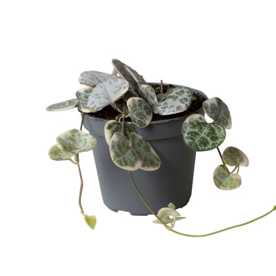 Ceropegia Woodii Variegata: Herzblatt mit Bunter Blattfärbung (Ø6cm)
