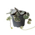 Ceropegia Woodii Variegata: Herzblatt mit Bunter Blattfärbung (Ø6cm) Bild 1
