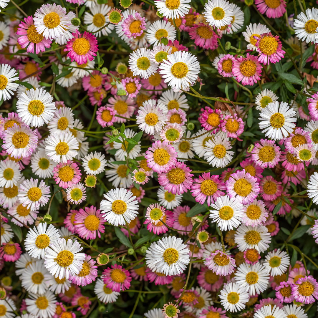 12x Karvinskis Gänseblümchen (Erigeron karvinskianus) 10-25cm