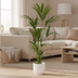 Bundle offer: Kentia palm with elho pot, 160 cm Bild 2