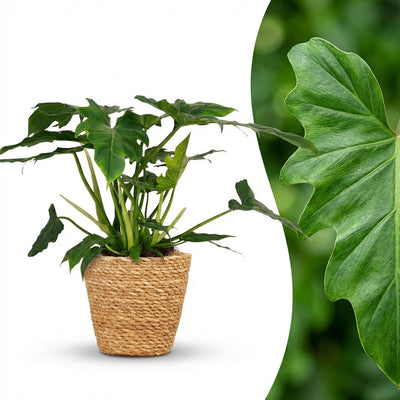 Philodendron Lacerum Zimmerpflanze im Korb – Grün & Pflegeleicht (65cm)