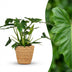 Philodendron Lacerum Houseplant in Basket – Green & Easy Care (65cm) Bild 1