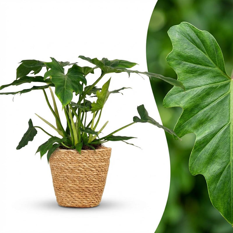 Philodendron Lacerum Houseplant in Basket – Green & Easy Care (65cm)