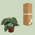 Peperomia Sarcophylla - Zimmerpflanze mit attraktiven Blattmustern Bild 4