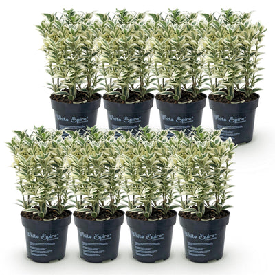 Green boutiQ - 8x Euonymus japonicus White Spire - Kardinalskappen - Heckenpflanzen - Immergrün - Weiß - Grün - Topf 9cm - Höhe 20-30cm