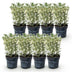 Green boutiQ - 8x Euonymus japonicus White Spire - Kardinalskappen - Heckenpflanzen - Immergrün - Weiß - Grün - Topf 9cm - Höhe 20-30cm Bild 2