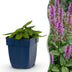 Stachys 'Hummelo' - 24 Stauden, lila Blüten, bienenfreundlich, 15-25cm Bild 1