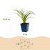 Green boutiQ - Perennial - Hemerocallis Stella d'Oro - Daylily - Bee and Butterfly Attractors - Yellow - 12 Plants - Pot 11cm - Height 15-25cm Bild 3