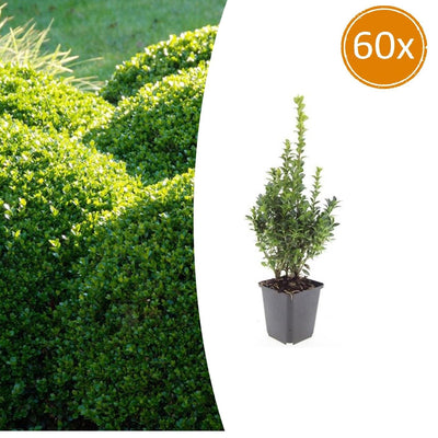 60x Buchsbaum Sempervirens | 10-25cm hoch | Ø9cm Topf