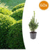 60x Buchsbaum Sempervirens | 10-25cm hoch | Ø9cm Topf Bild 1