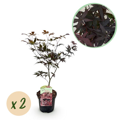 Japanischer Ahorn 'Bloodgood' – Rote Blätter, 2er-Set, 70cm