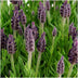6x Französischer Lavendel Anouk, 12cm Topf Bild 5