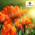 Tulpenbollen Icoon – 20 Stuks | KH Bloembollen® | Oranje Dubbelbloemige Tulp – Vol, Warm & Opvallend – Voor Tuin of Pot – Maat 11/12 – Vers van de Teler Bild 7