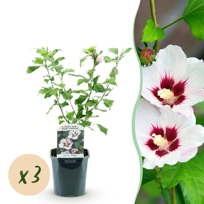 3x Hibiskus 'Hamabo' - Weiß-Rosa, 45cm, Topf 17cm