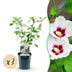 3x Hibiskus 'Hamabo' - Weiß-Rosa, 45cm, Topf 17cm Bild 1