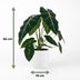Alocasia Frydek Elefantenohr, 60cm, mit weißem Übertopf Bild 3