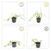 48x Vinca minor 'Blue and Gold' - ↕10-25cm - Ø9cm Bild 2