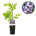 GreenboutiQ Blauregen 'Prolific' - Duftende blaue Blüte, 1 Pflanze Bild 1