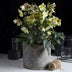 GreenboutiQ - Gartenpflanze - Lenten Rose - Helleborus Diamfire - Grüne Blüte - Immergrün - Topf 19cm Höhe 40cm Bild 4