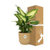 Ficus Elastica 'Robusta' im gelben ELHO Vibes Fold Topf (14 cm) Bild 4
