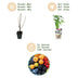 GreenboutiQ Obstpflanzen-Set: 8 Beerensträucher für Garten & Balkon Bild 4