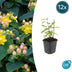 12x Hypericum inodorum 'Annebel' - ↕10-25cm - Ø9cm Bild 1