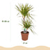 Dracaena Sunray Zimmerpflanze, 90-100cm, Topf 21cm, pflegeleicht Bild 3