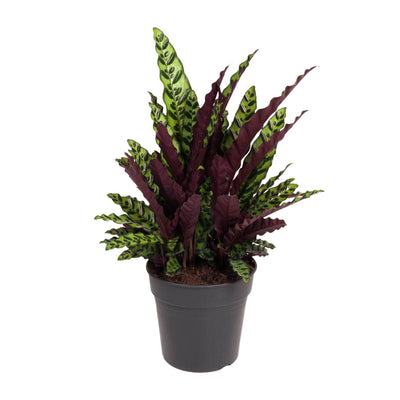 Calathea Lancifolia (Schlangenblatt) - Ø27cm - ↕70cm