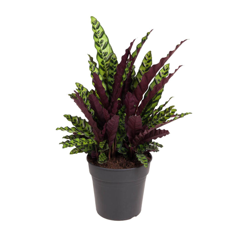 Calathea Lancifolia (Rattlesnake Plant) - Ø27cm - ↕70cm