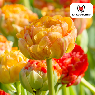 Tulpenzwiebeln Gudoshnik Double – 20 Stück | KH Bloembollen® | Gelbe, orange und rote gefüllte Tulpen – Pfingstrosenartig & farbenfroh – Für Garten oder Topf – Größe 11/12 – Frisch vom Züchter